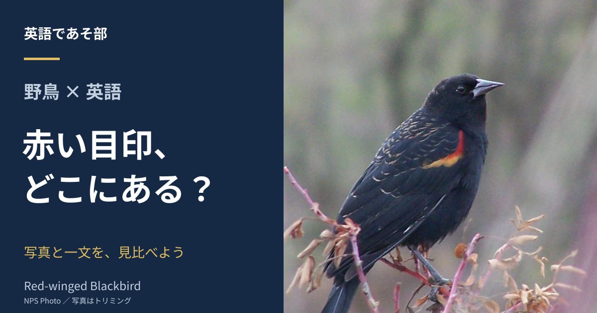 野鳥と英語の観察あそび。赤い目印、どこにある？という問いと、赤と黄色の肩の模様が見えるRed-winged Blackbirdの実写真