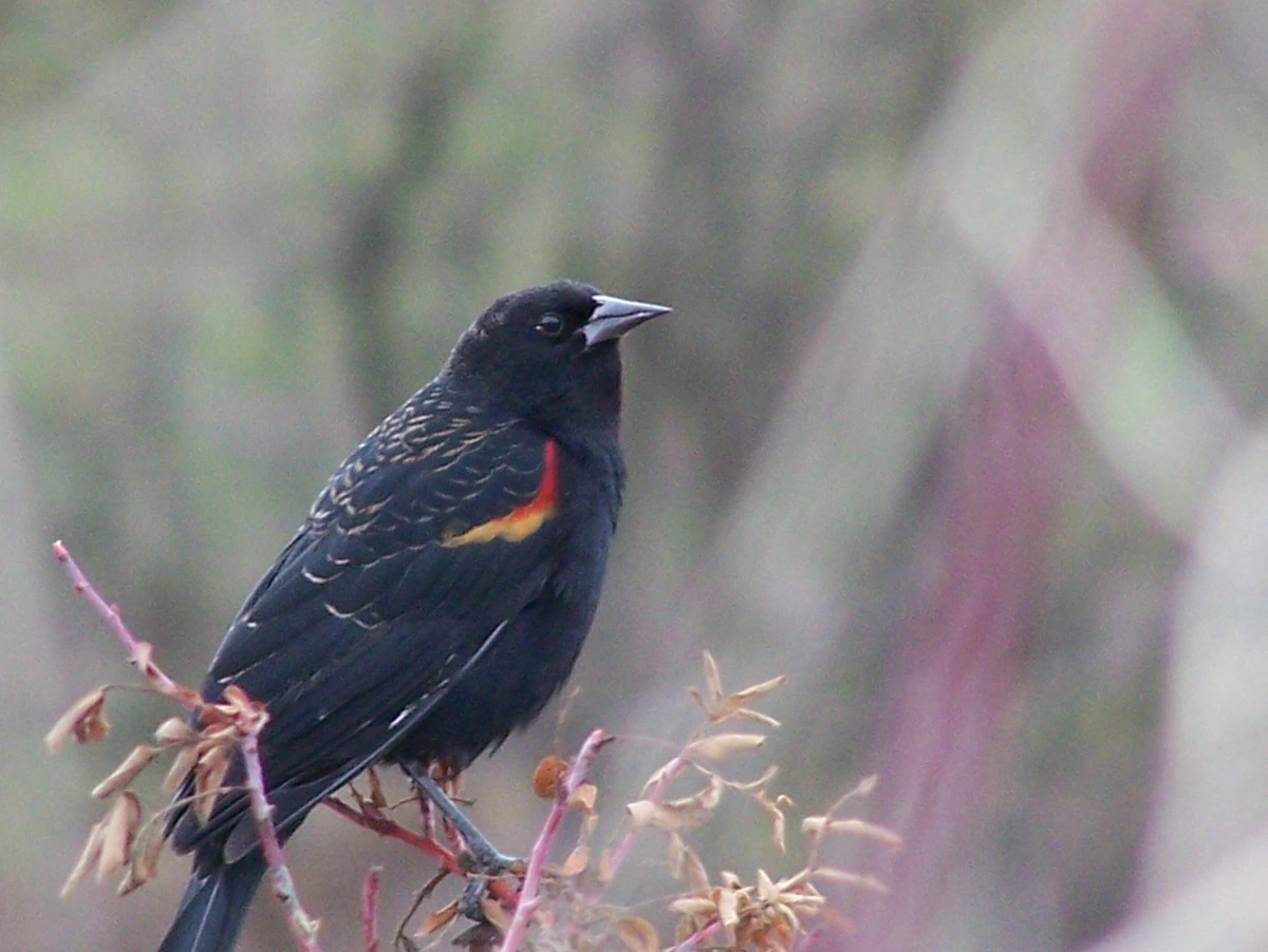 枝にとまって右を向くRed-winged Blackbird。黒っぽい体の翼の付け根近くに赤と黄色の小さな部分が見える